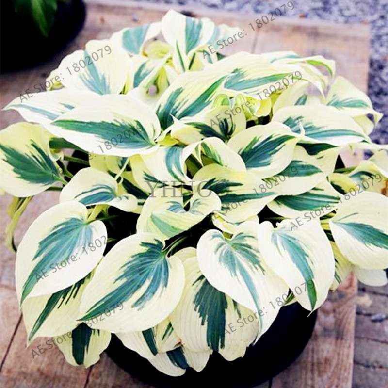 Hosta Seeds - Perennial Shade-Loving Lily Flower Plants for Home & Garden | Fast-Growing & Easy Care