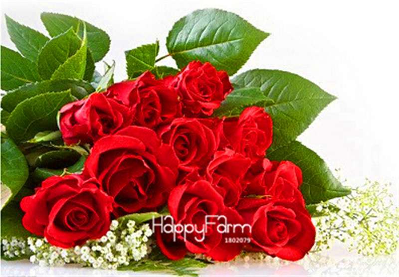 Rose Flower Seeds - Perennial, Easy to Grow, Blooms All Seasons - Planting Guide Included