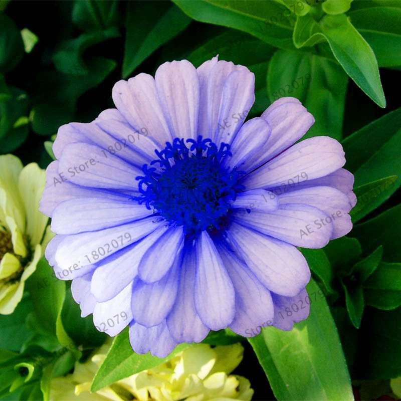 Buy Calendula Seeds - Premium Garden & Bonsai Flower Seeds for Indoor Planting, Big Sale!