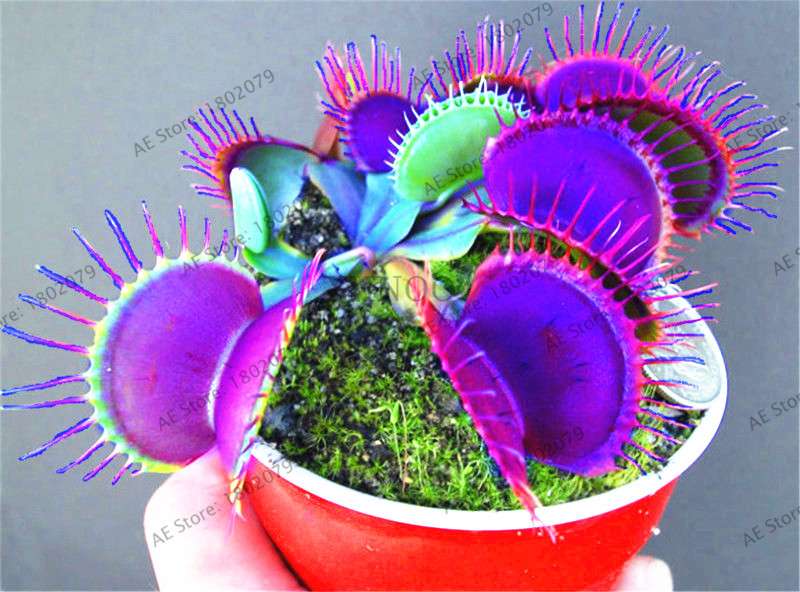 Flytrap Seeds - Carnivorous Dionaea Muscipula for Bonsai & Garden | Fast-Growing Potted Plant