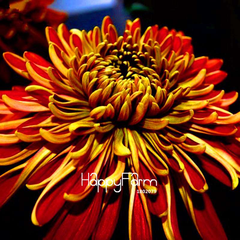Fragrant Chrysanthemum Seeds - Colorful Bonsai Flower Seeds for Home Garden Planting
