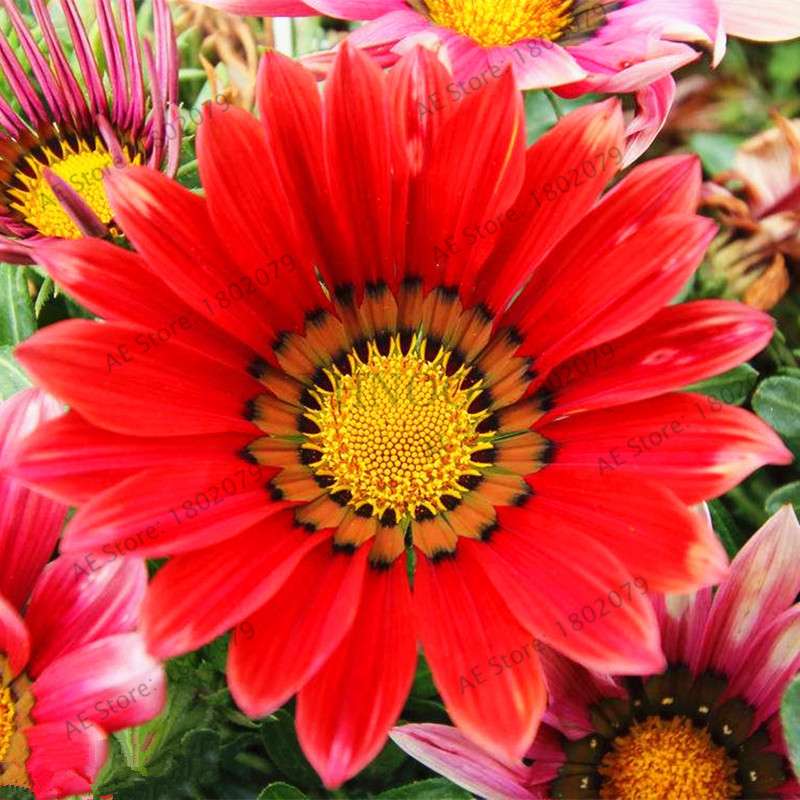 Mixed Color Gazania Rigens Seeds - Vibrant Flower Seeds for Home & Garden, Indoor/Outdoor Planting