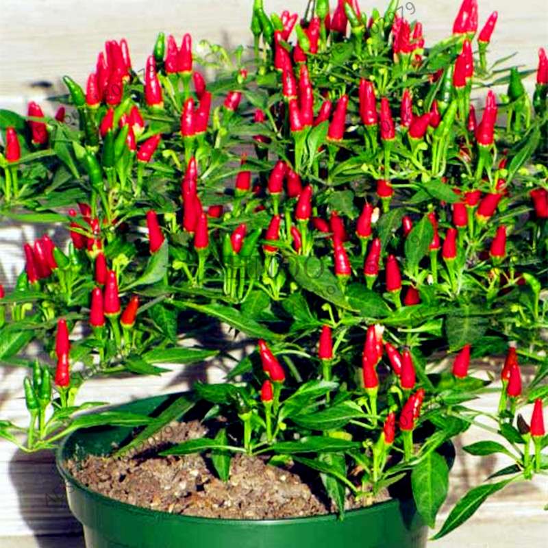 Spicy Chili Pepper Bonsai Seeds - Edible, Ornamental, Perennial Plant for Home & Garden