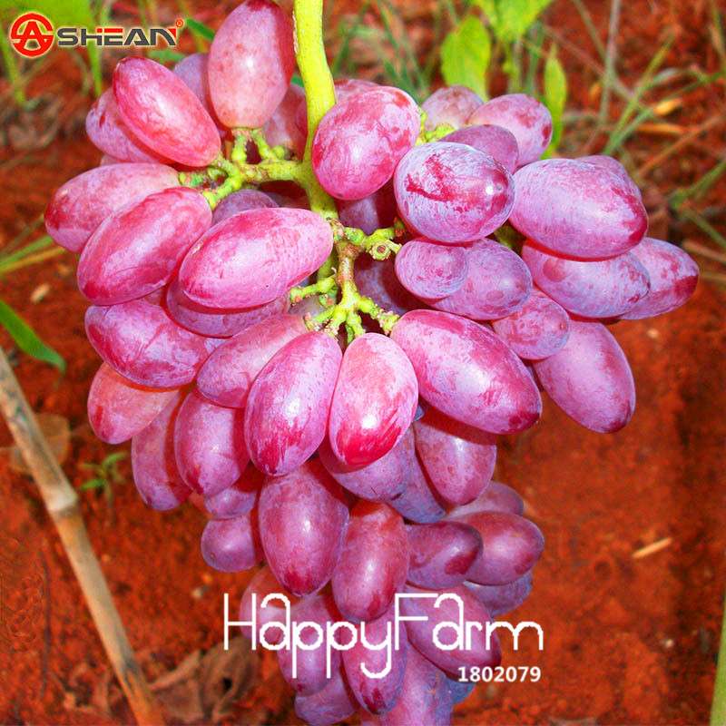 Rare Red Finger Grape Seeds - Natural Sweet Fruit Plants for Home Gardening, Fast Growth