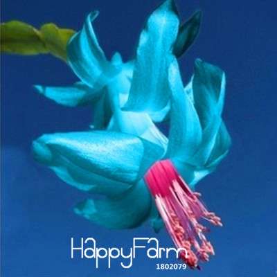 24 Color Rare Schlumbergera Bonsai Seeds - | Unique Truncatus Flower Seeds for Planting