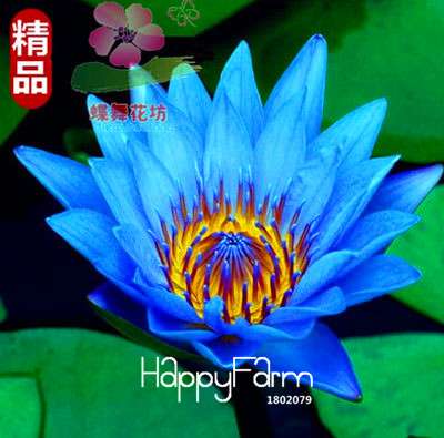 Affordable Water Lily Seeds for Bonsai & Balcony - Easy-Grow Potted Flowers