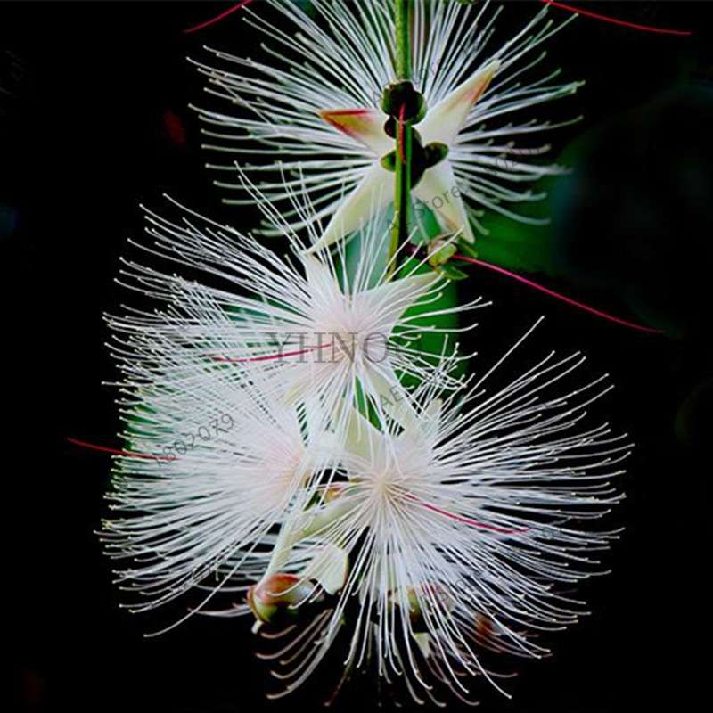 Exotic Bonsai Flower Seeds for Home Decor - Rare & Beautiful Varieties | Fast US Shipping