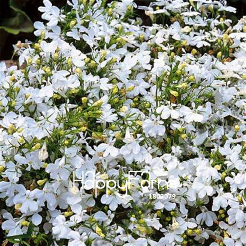 Lobelia Seeds - Bonsai Flower, Creeper & Ground Cover Plants for Garden Landscaping | Fast-Growing
