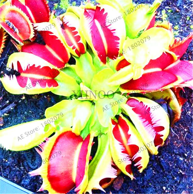 Flytrap Seeds - Carnivorous Dionaea Muscipula for Bonsai & Garden | Fast-Growing Potted Plant