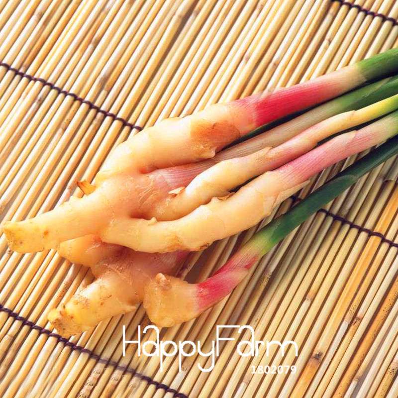 Ginger Seeds - Grow Fresh Zingiber Plants Year-Round, Perfect for Balcony & Indoor Potted Bonsai Gardening