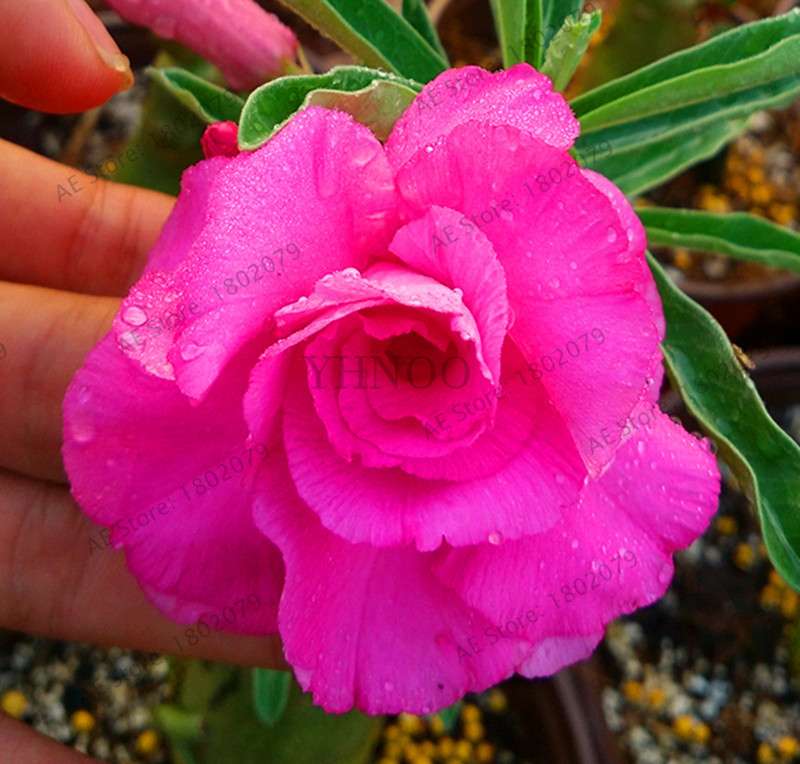 Exotic Mixed Colors Desert Rose Seeds - Fire Red Heart Bonsai, for Home Garden
