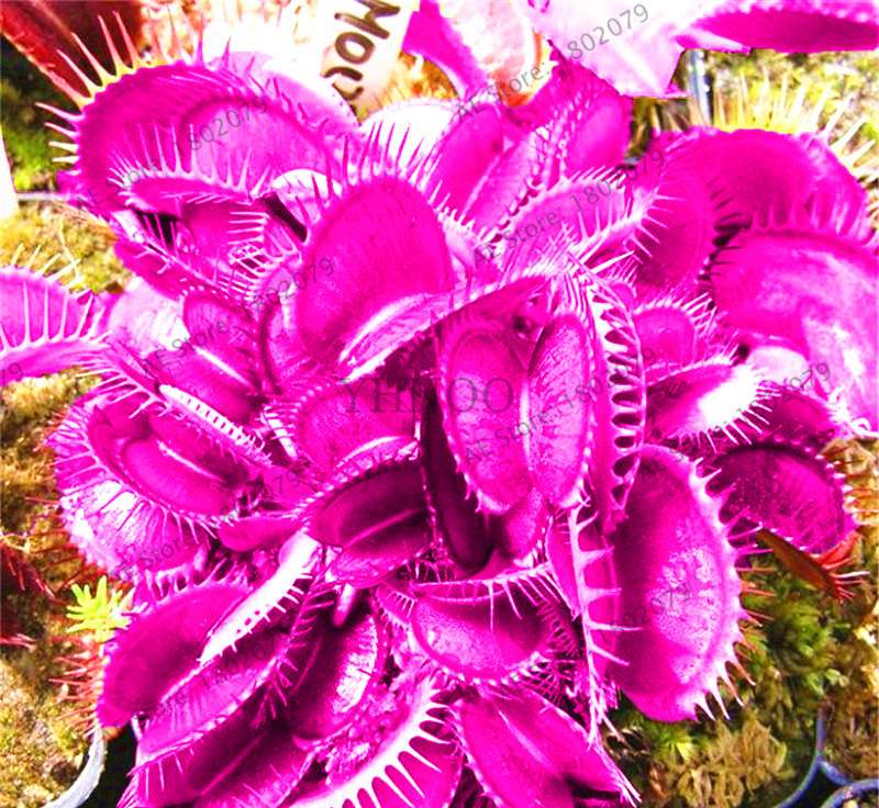 Flytrap Seeds - Carnivorous Dionaea Muscipula for Bonsai & Garden | Fast-Growing Potted Plant