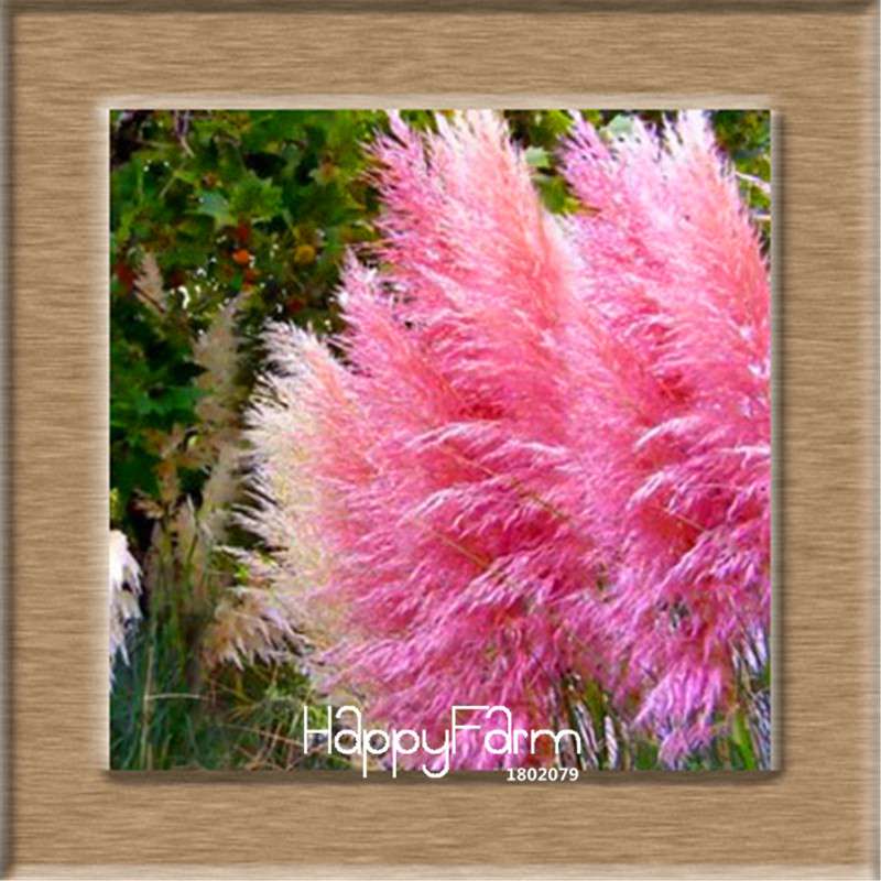 Pampas Grass Seeds - Cortaderia Ornamental Plants for Patio, Garden & Pots | Fresh New Flowers