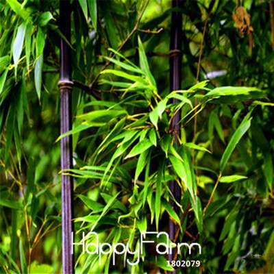 Rare Black Bamboo Seeds for Bonsai - DIY Home Garden Planting, Unique House Decor