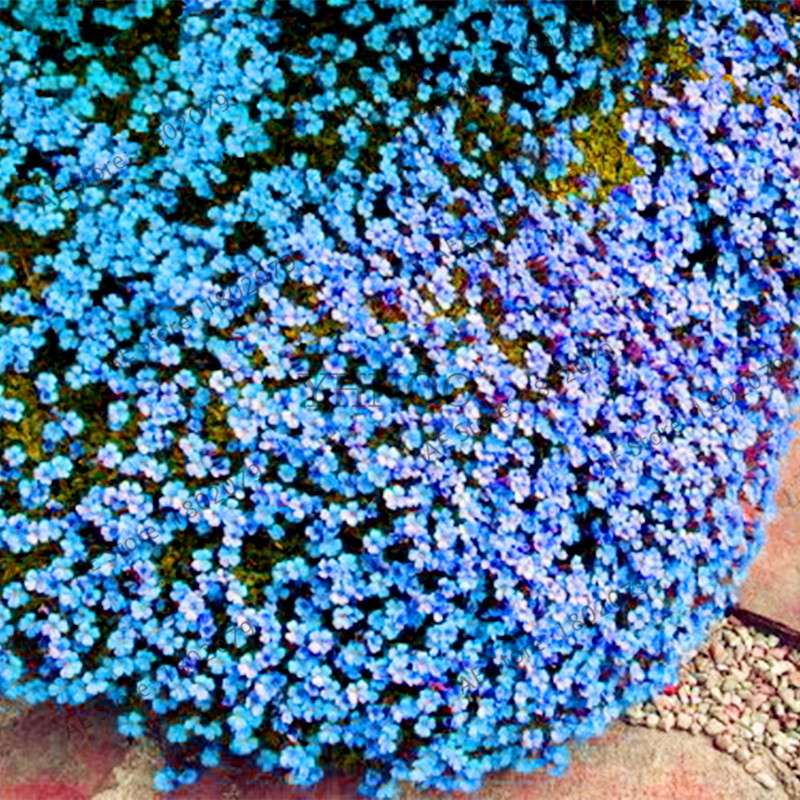 Rare Rock Cress & Creeping Thyme Seeds - Perennial Ground Cover Flowers for Home Garden | Fast-Growing Climbing Plants