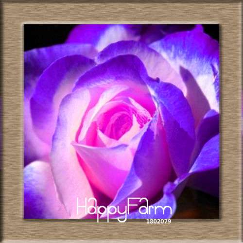 Pink & White Rose Seeds - 24 Rare Colors, for Balcony Planting, Potted Flower Garden
