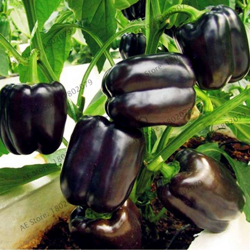 Spicy Chili Pepper Bonsai Seeds - Edible, Ornamental, Perennial Plant for Home & Garden