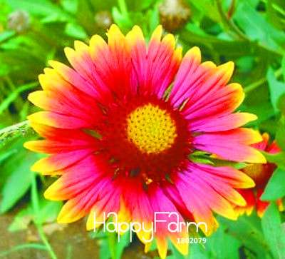 Vibrant Gazania Flower Seeds - Multicolor Mix for Stunning Blooms | Easy to Grow