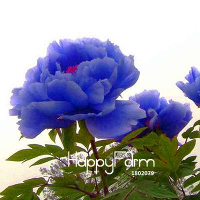 Black Purple Peony Seeds - Exotic Potted Bonsai Plant for Home Garden, Easy to Grow Flower Seeds