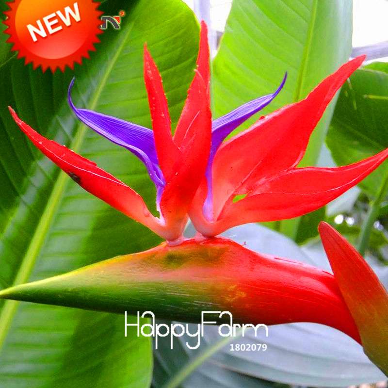 Bird of Paradise Seeds (Strelitzia) - | Exotic Perennial Flower Seeds for Garden