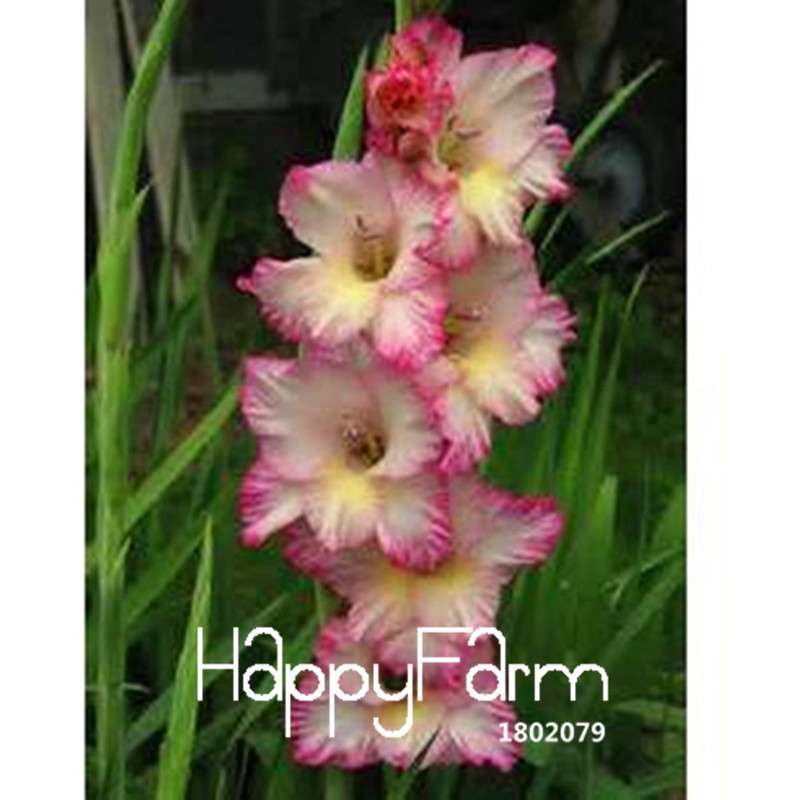 Rare Gladiolus Flower Seeds - Colorful Perennial Sword Lily for Home Garden Planting
