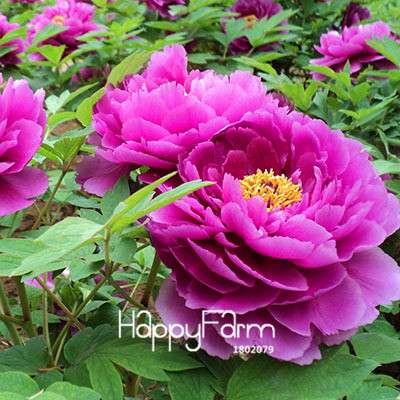 Black Purple Peony Seeds - Exotic Potted Bonsai Plant for Home Garden, Easy to Grow Flower Seeds