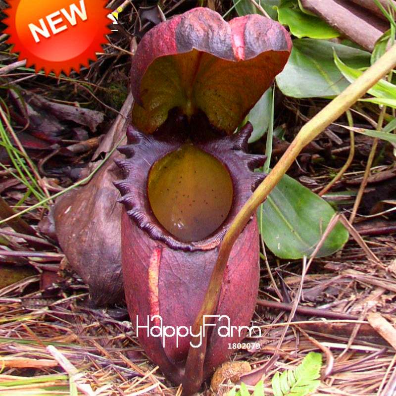 Nepenthes Seeds - Carnivorous Bonsai Plants for Balcony, Potted, Home Garden (11 Varieties)