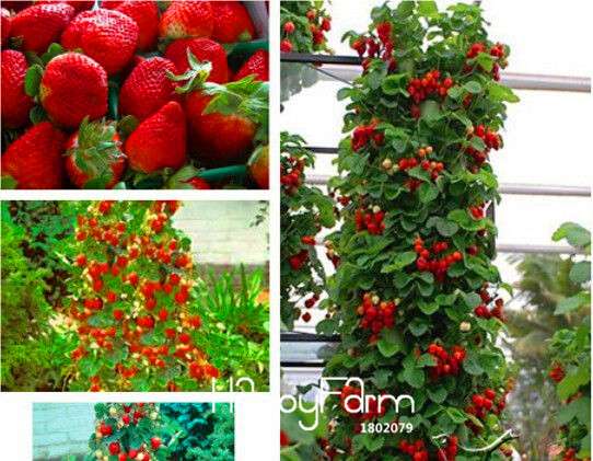 Non-GMO Climbing Strawberry Seeds - Sweet Red Everest Fruit, Edible & Easy to Grow (100% Natural)