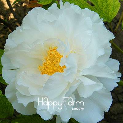 Yellow Peony Seeds for Planting - Potted Bonsai Flower Seeds for Home Garden