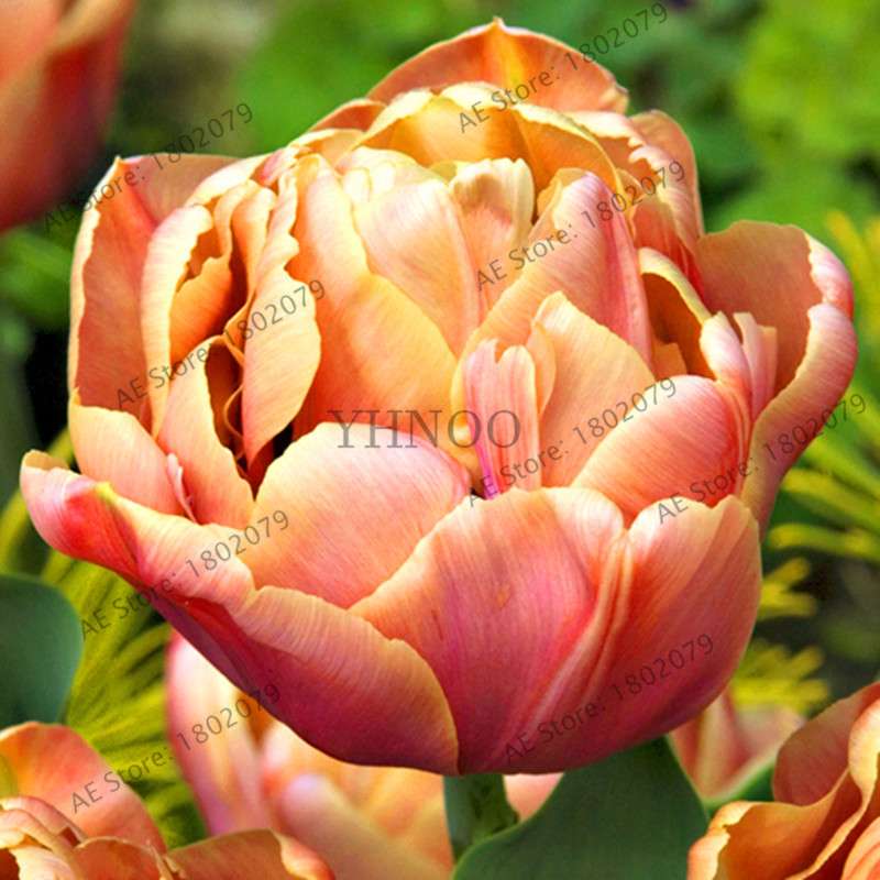 Rare Double Tulip Bulbs - Premium Imported Tulip Seeds for Home Garden Planting