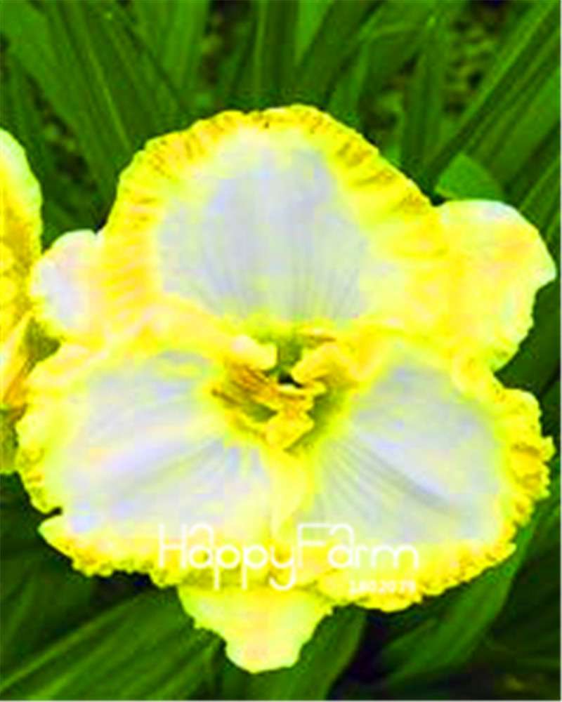 Hybrid Daylily Seeds - Colorful Hemerocallis Lily for Home Garden & Bonsai | Fast-Growing Flower Seeds