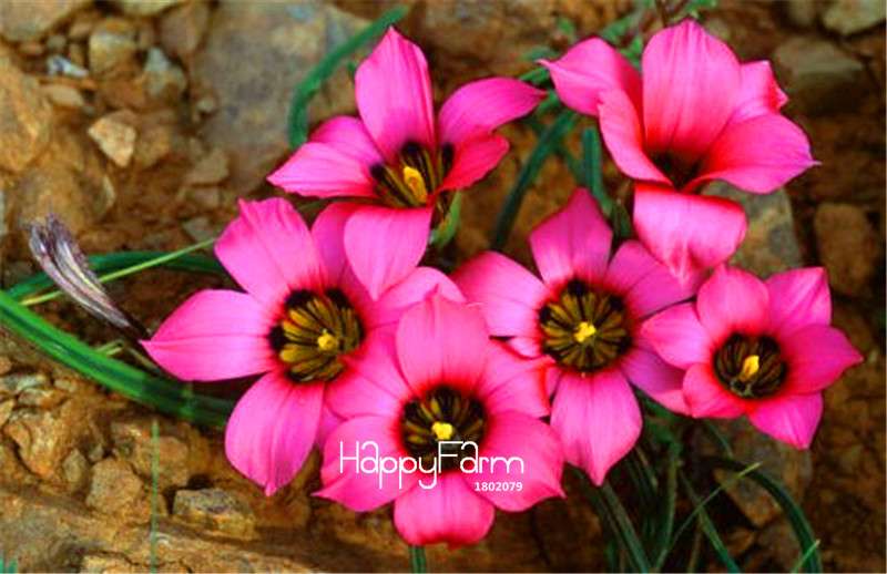 Romulea Flower Seeds - Rare, Fresh & Beautiful for Home Garden Planting