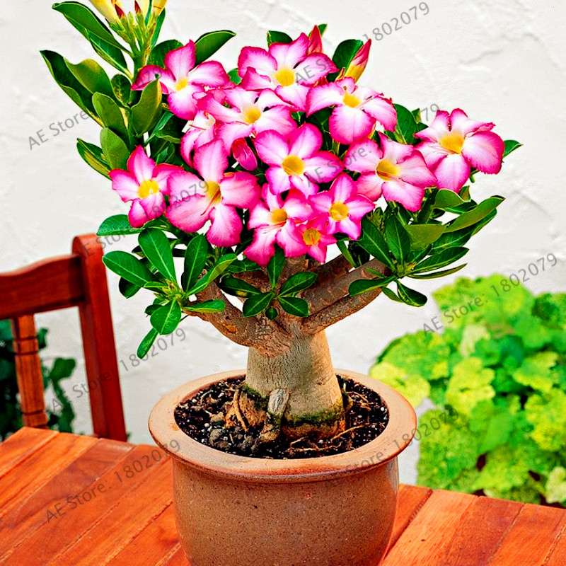 Mixed Color Desert Rose Seeds - Easy to Grow Bonsai Flower for Home Garden Planting