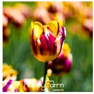 Fresh Tulip Seeds for Planting - Indoor Potted Flowering Plants, Perfect for Home & Garden