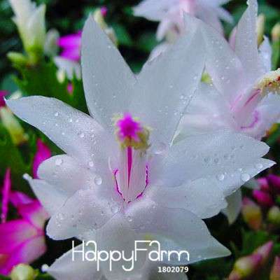 24 Color Rare Schlumbergera Bonsai Seeds - | Unique Truncatus Flower Seeds for Planting