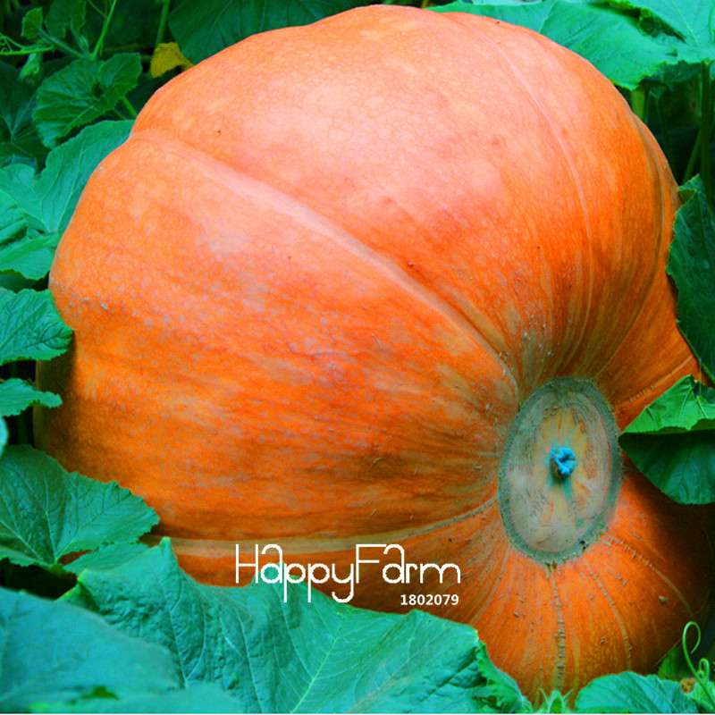 Organic Giant Pumpkin Seeds - Anti-Cancer, Garden Vegetables, Non-GMO, USA Shipping