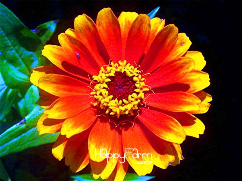 Premium Zinnia Seeds Mix - 24 Varieties, - Rare Colorful Flowers for Indoor & Outdoor Gardens