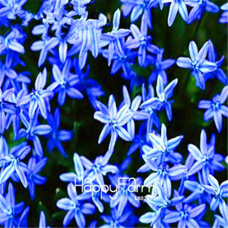 Starry Flower Seeds - Easy-Grow Indoor Potted Plants for Spring & Winter | Fast Shipping