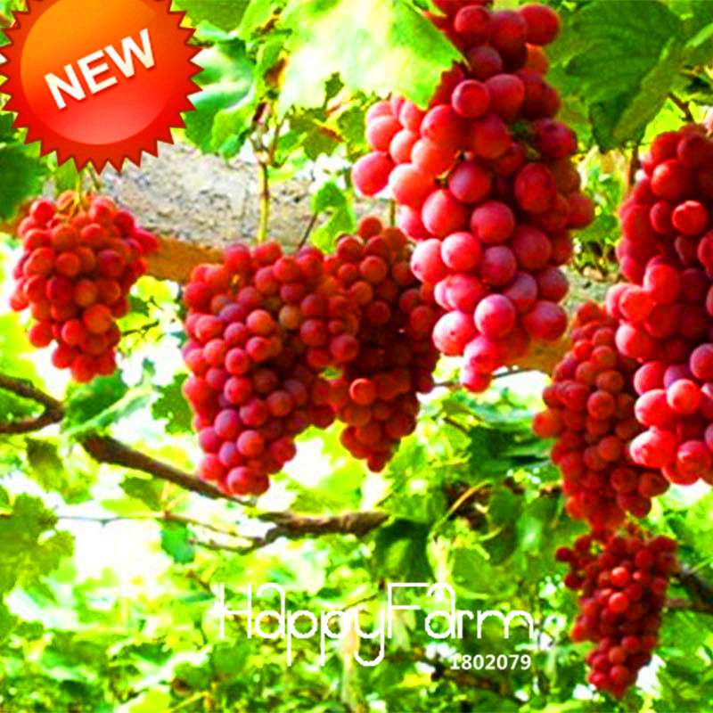 Rose Red Grape Seeds - Natural, Delicious Fruit Plants for Home Gardening