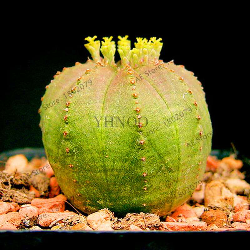 Basketball Cactus Seeds (Euphorbia obesa) - Unique Succulent Plant for Garden, Bonsai & Home Decor