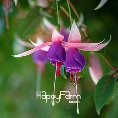 White Fuchsia Flower Seeds - Vibrant Hanging Potted Plants for Home & Garden | Fast-Growing