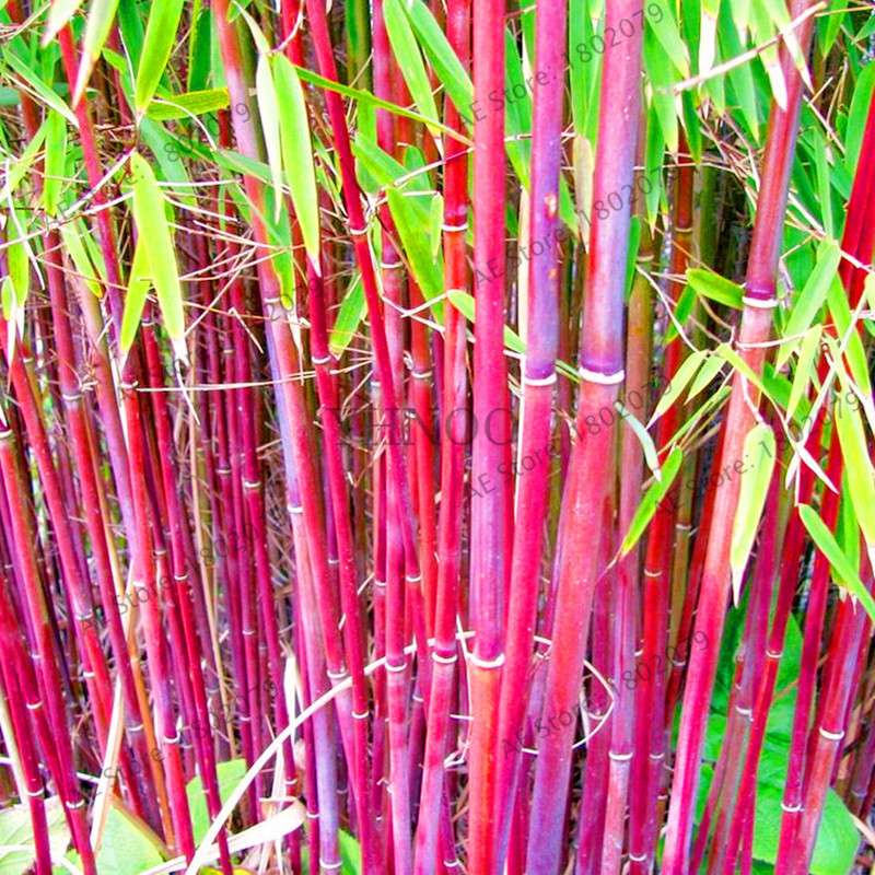 Colorful Bamboo Seeds - Rare Chinese Perennial Ornamental Plants for Garden