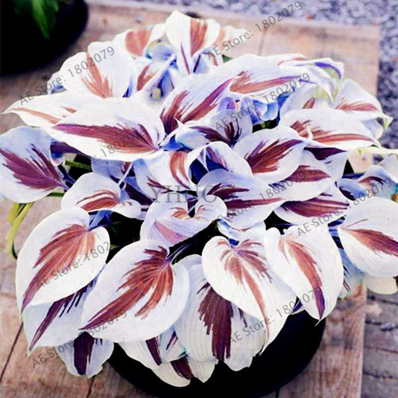 Hosta Seeds - Perennial Shade-Loving Lily Flower Plants for Home & Garden | Fast-Growing & Easy Care