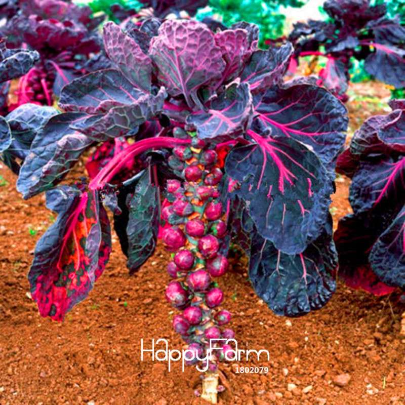 Purple Brussels Sprouts Seeds - Mini Cabbage Vegetable Gift for Planting