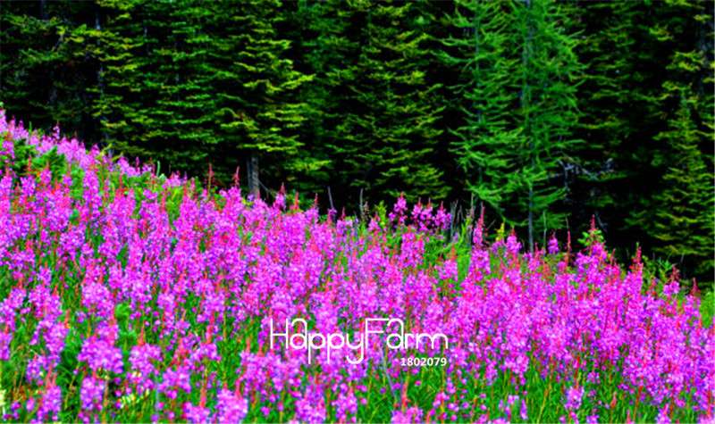 Fireweed Seeds (Epilobium angustifolium) - Perfect for Garden, Bonsai & Balcony Planting - USA Home Gardening