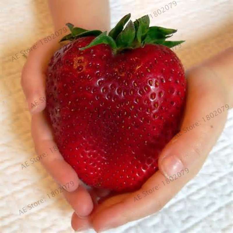 Giant Strawberry Seeds - Organic, Non-GMO, Sweet Fruit for Home Garden Planting | Bonsai Pot Friendly