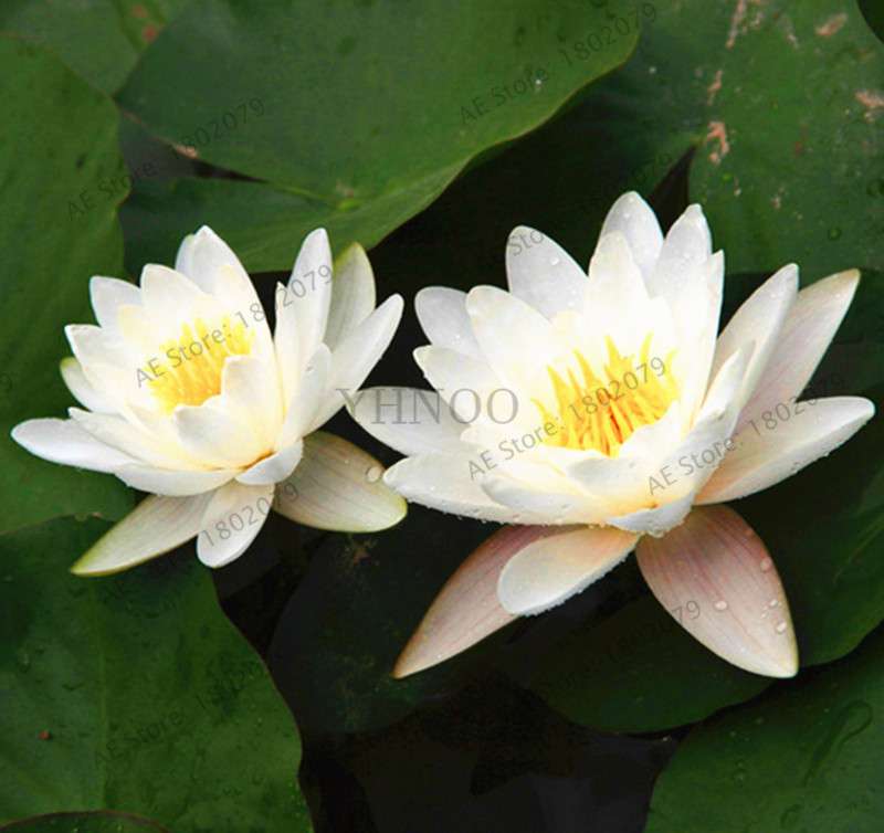 Lotus Flower Seeds - Aquatic Water Lily Plants for Home Garden Planting