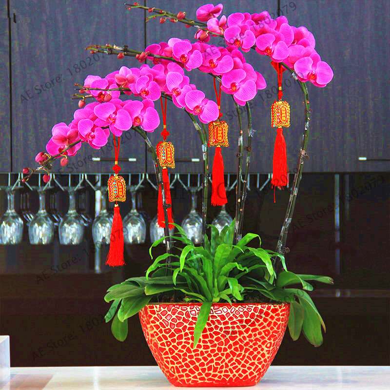 Rare Mixed Color Butterfly Orchid Seeds - Beautiful Bonsai Balcony Flowers for Garden Planting