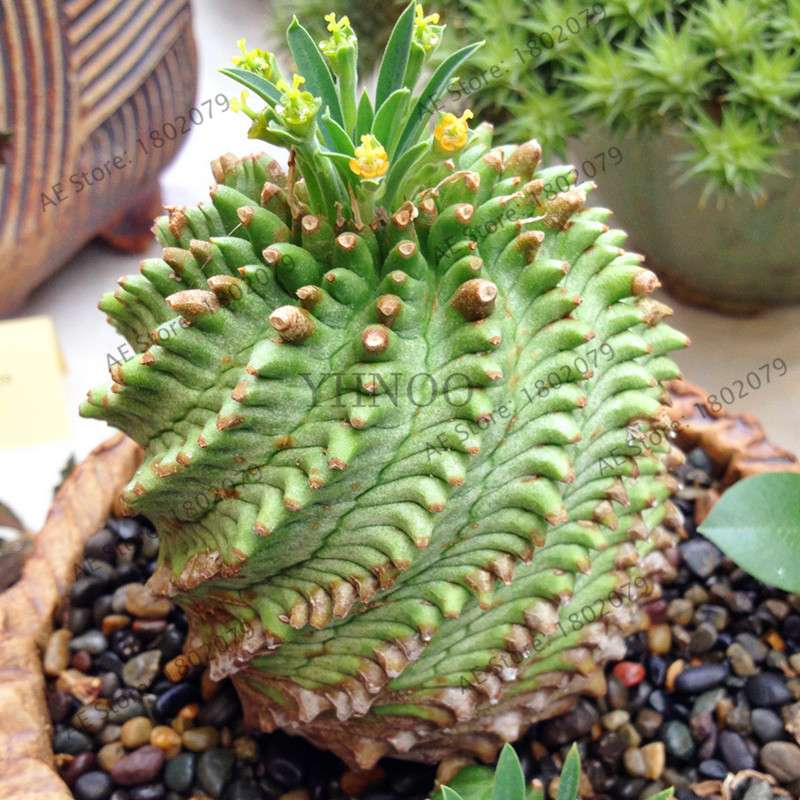 Basketball Cactus Seeds (Euphorbia obesa) - Unique Succulent Plant for Garden, Bonsai & Home Decor