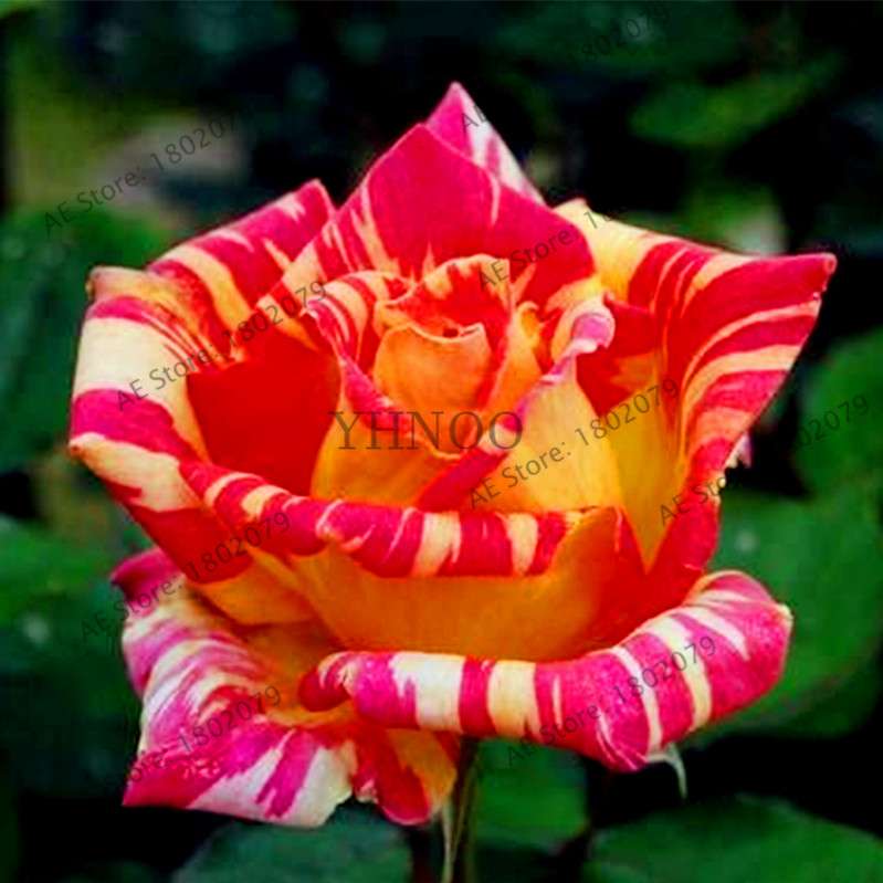 Rare Candy Stripe Rose Seeds - Mixed Color Bonsai Flower Seeds for Home Garden (Black, Blue)